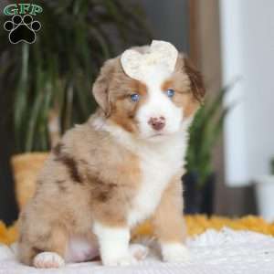 Outback, Miniature Australian Shepherd Puppy